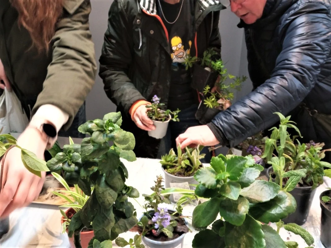 Przynieś jedną, zabierz drugą. Roślinodzielnia pomoże Ci odświeżyć parapet