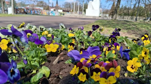 Ruda Śląska rozkwita na wiosnę. Kwiaty już zdobią miasto, a parki są gotowe na sezon