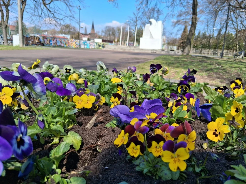 Ruda Śląska rozkwita na wiosnę. Kwiaty już zdobią miasto, a parki są gotowe na sezon