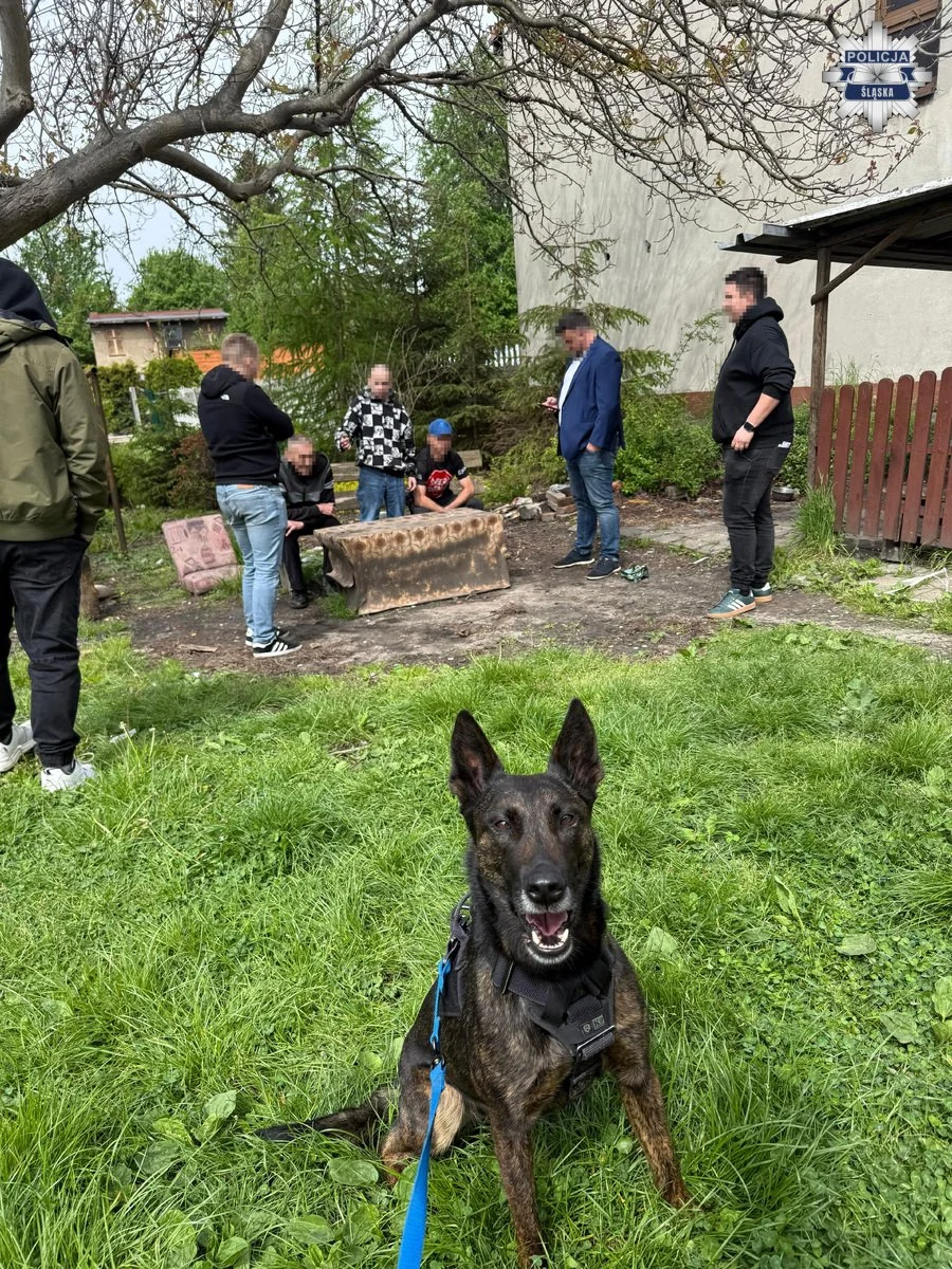 Pirania ruszyła tropem złodzieja. Pies służbowy doprowadził policjantów do sprawcy