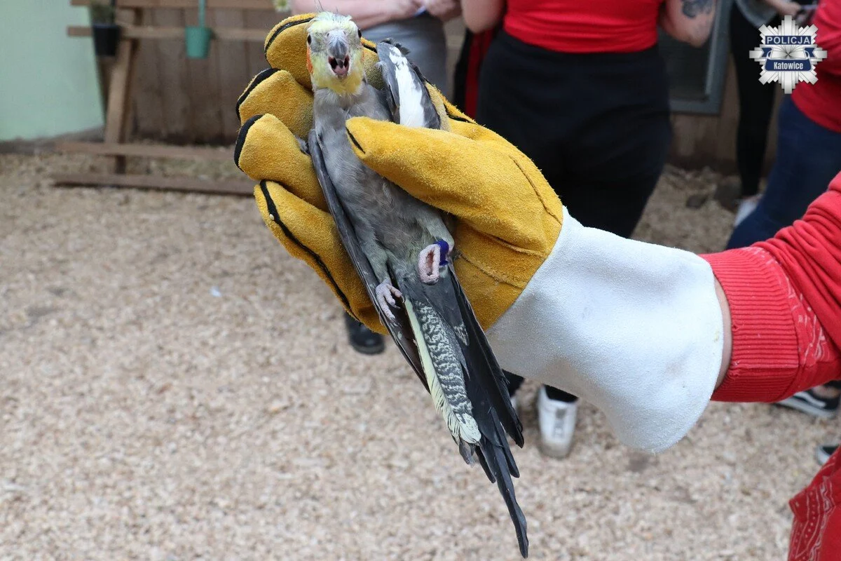 Interwencja w katowickiej papugarni. Blisko 130 ptaków trafiło pod opiekę fundacji