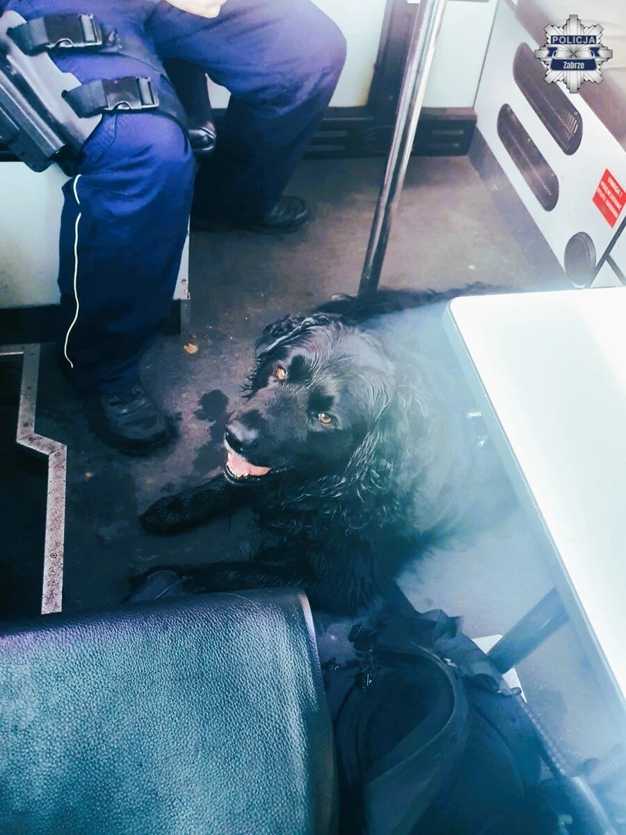 Zagubiony pies biegał przy A4. Pomogli mu policjanci z Zabrza / fot. KMP Zabrze