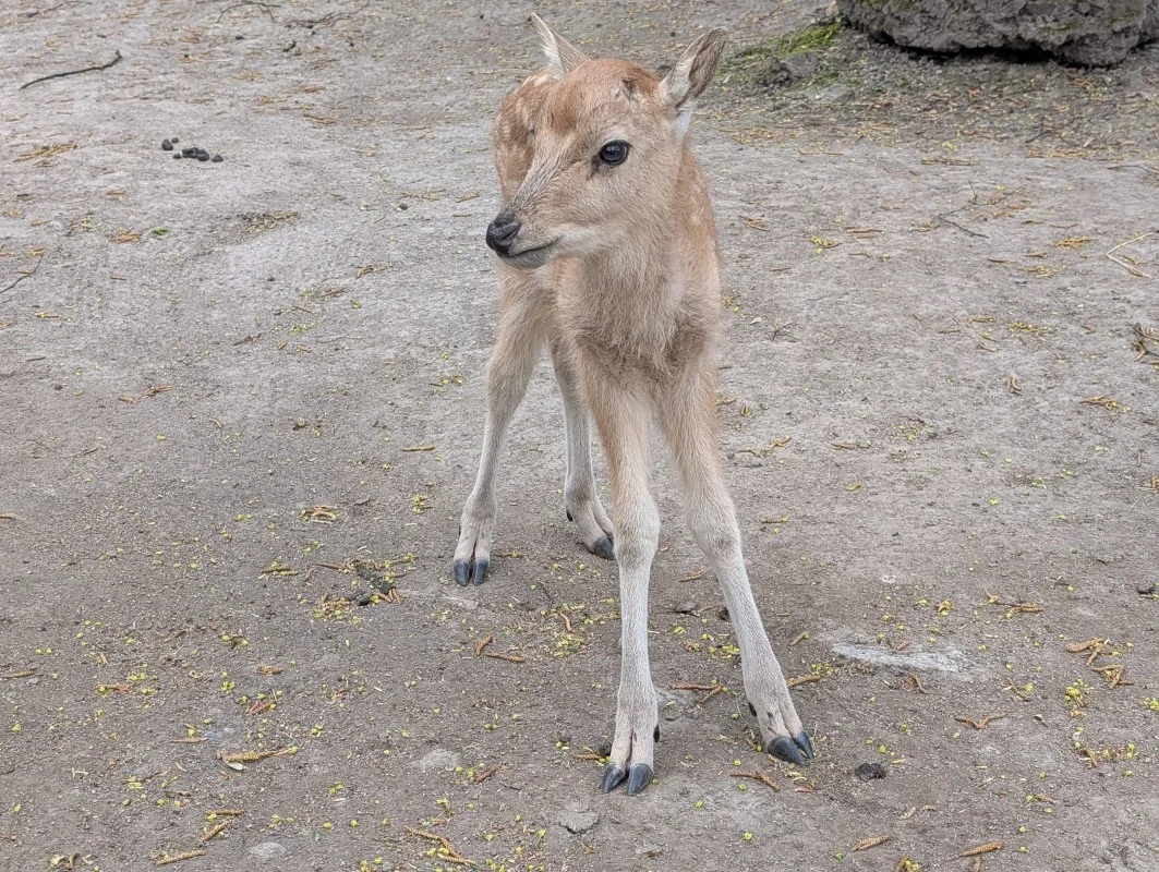 Rzadkie narodziny w Śląskim Zoo. Na świat przyszły trzy małe milu. To gatunek wymarły w naturze