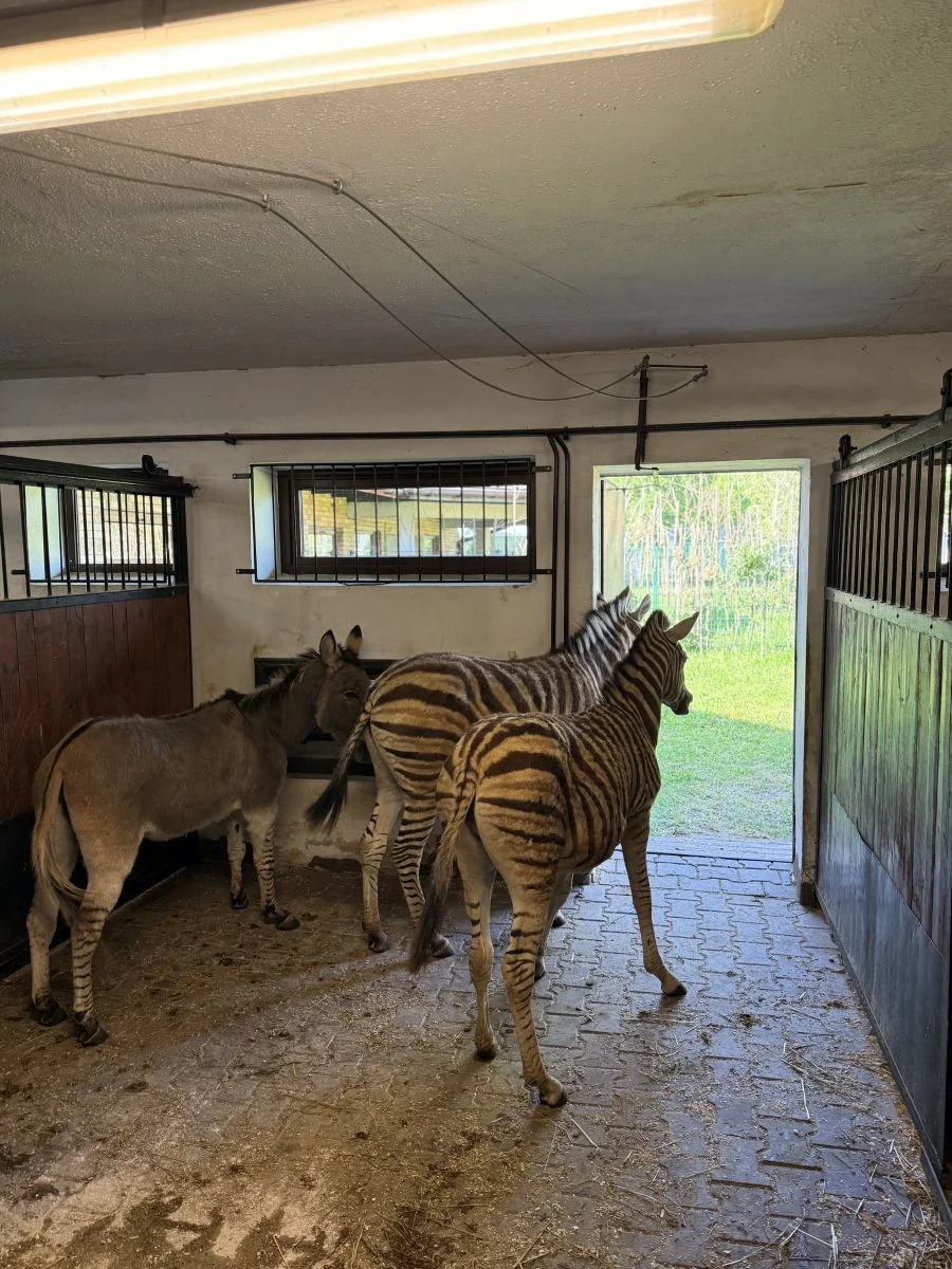 Dwie młode zebry w Śląskim ZOO. Jasmina i Kaila oswajają się z nowym domem / fot. ŚOZ FB