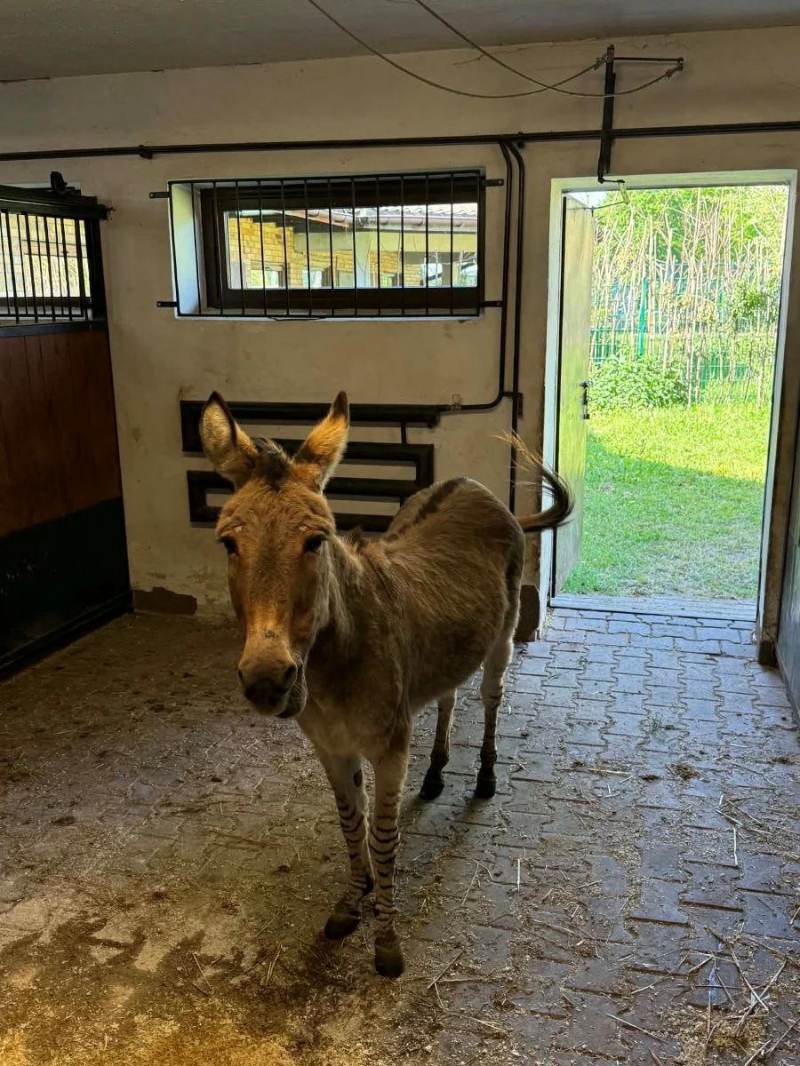 Dwie młode zebry w Śląskim ZOO. Jasmina i Kaila oswajają się z nowym domem / fot. ŚOZ FB