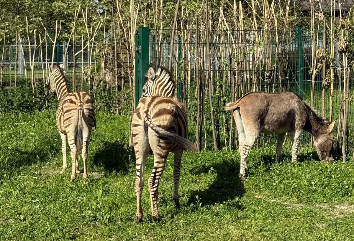 Dwie młode zebry w Śląskim ZOO. Jasmina i Kaila oswajają się z nowym domem