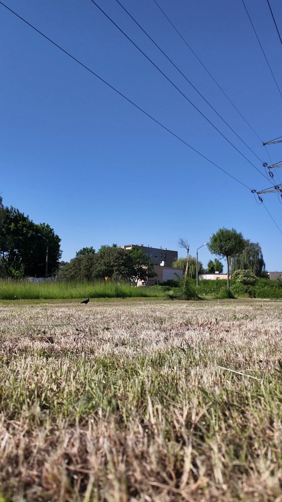 Koszenia terenów zielonych w Zabrzu / fot. UM Zabrze