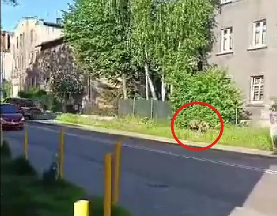 Dziki podchodzą pod osiedla w Zabrzu
