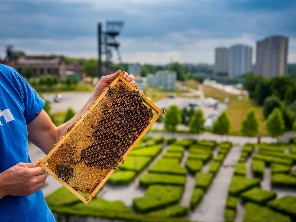 Pszczoły w Katowicach mają swoje ule i domki. Miasto dba o zapylacze