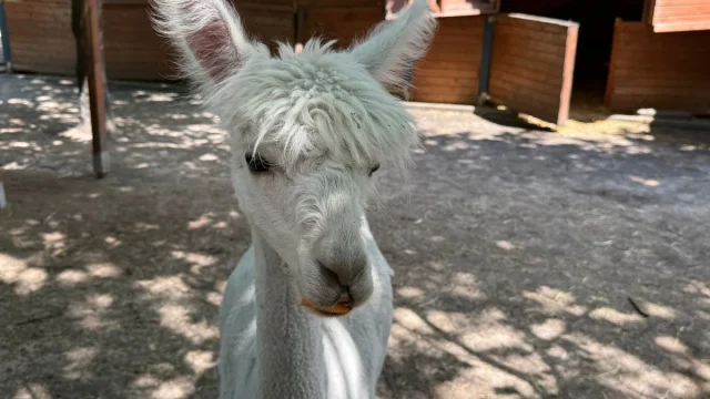 Animal World w Zabrzu świętował 6. urodziny. Były zwierzęta, dmuchańce i tort
