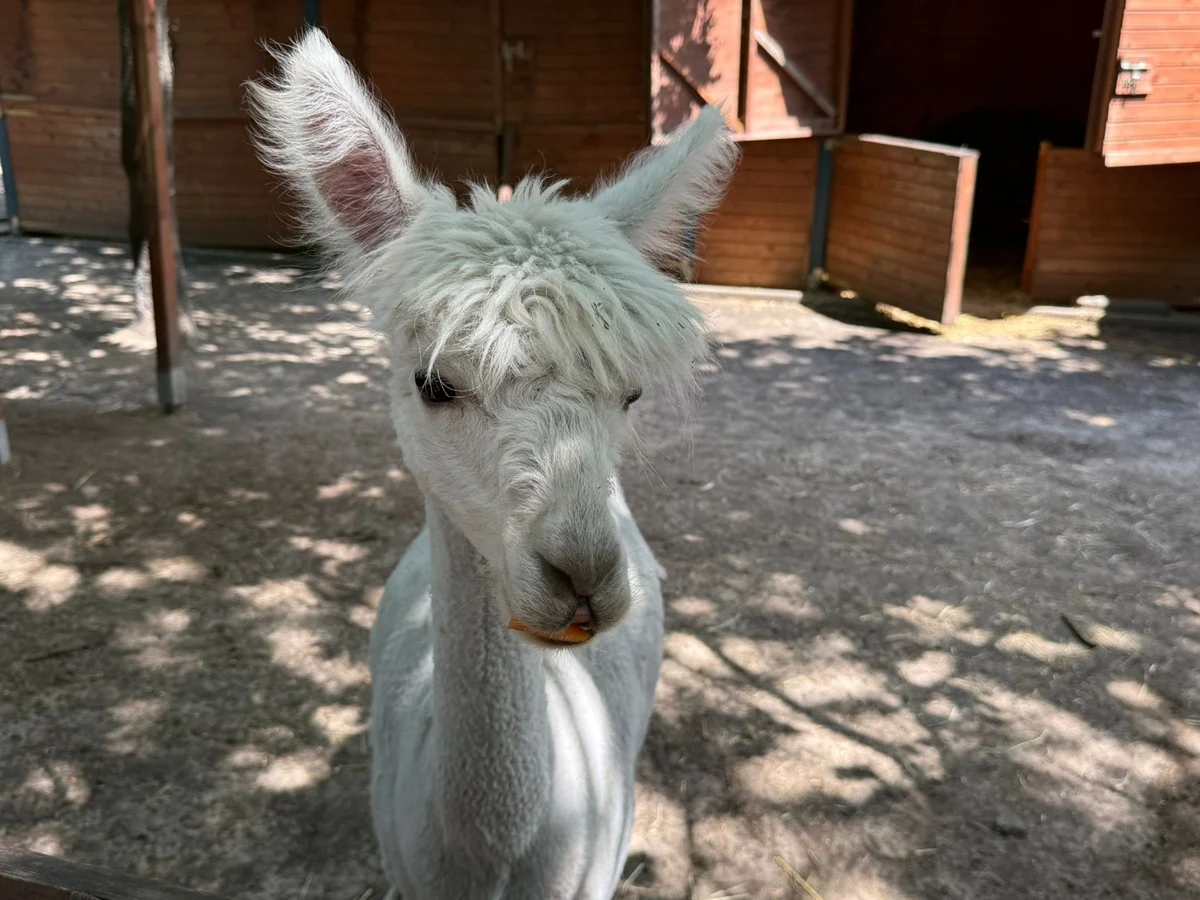 Animal World w Zabrzu świętował 6. urodziny. Były zwierzęta, dmuchańce i tort