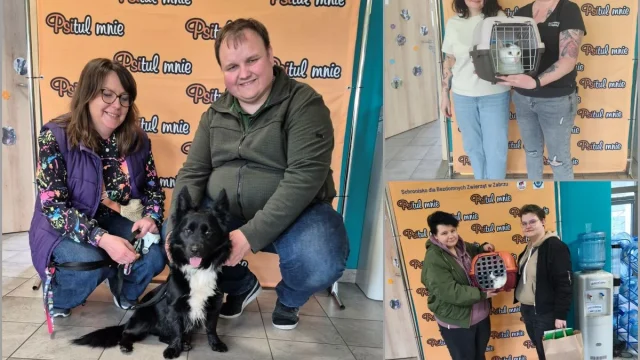 Zabrzański Psitul świętuje kolejne adopcje. Zwierzaki trafiły do nowych domów