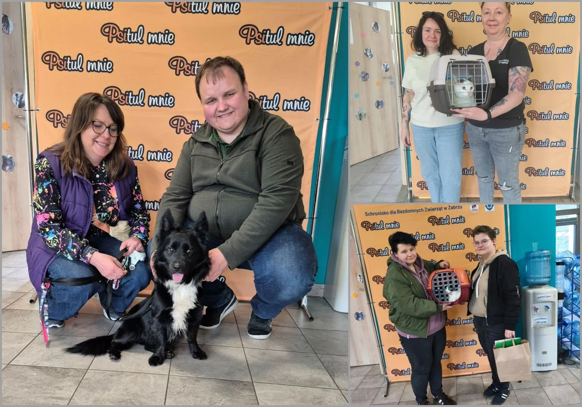 Zabrzański Psitul świętuje kolejne adopcje. Zwierzaki trafiły do nowych domów