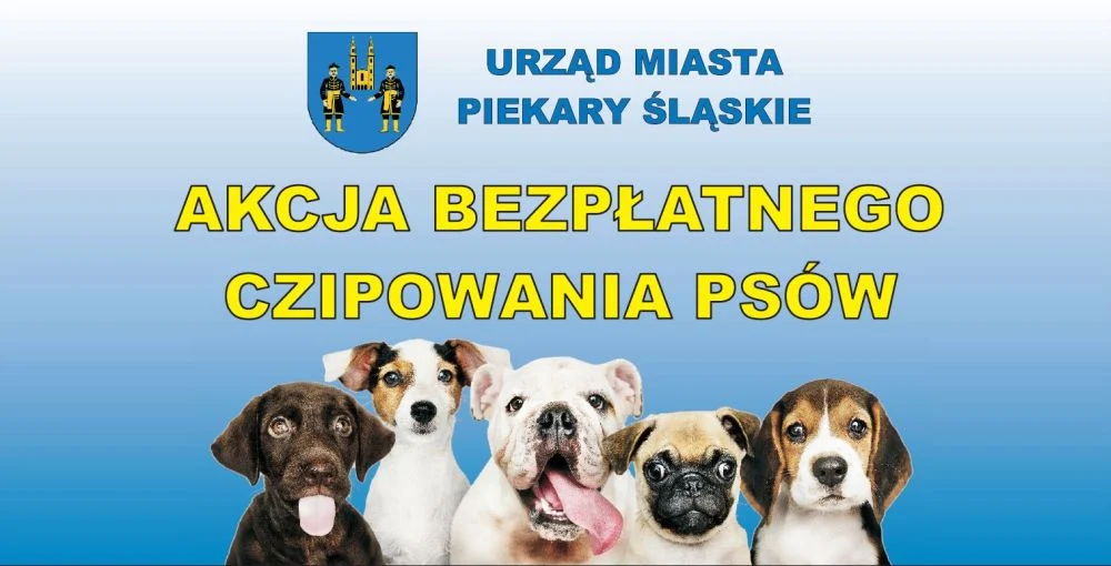 Czipowanie psów w Piekarach Śląskich. Akcja trwa do końca 2026 roku