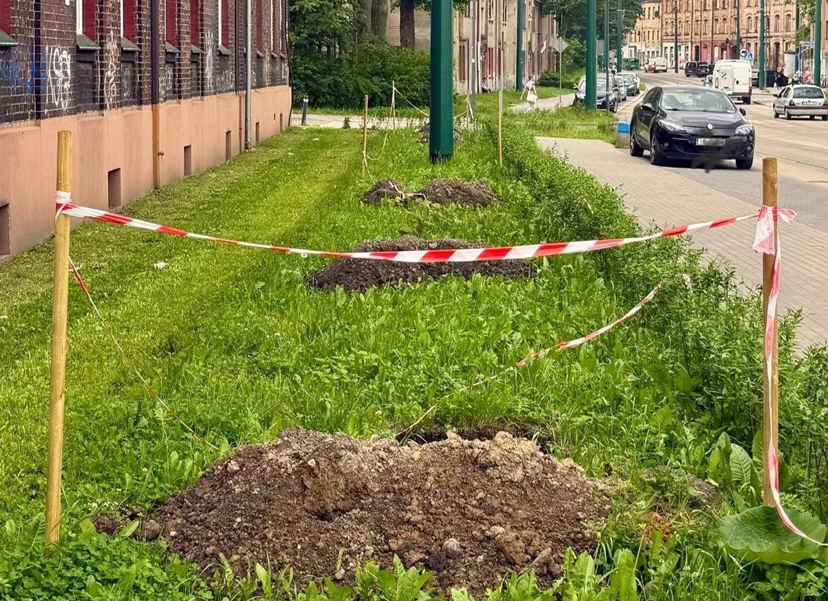 Świętochłowice będą bardziej zielone. Miasto posadzi 160 nowych drzew