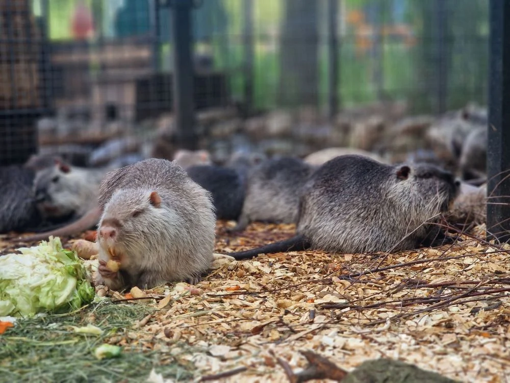 Inwazyjne gatunki obce w praktyce. Nutriowisko zaprasza mieszkańców Rybnika