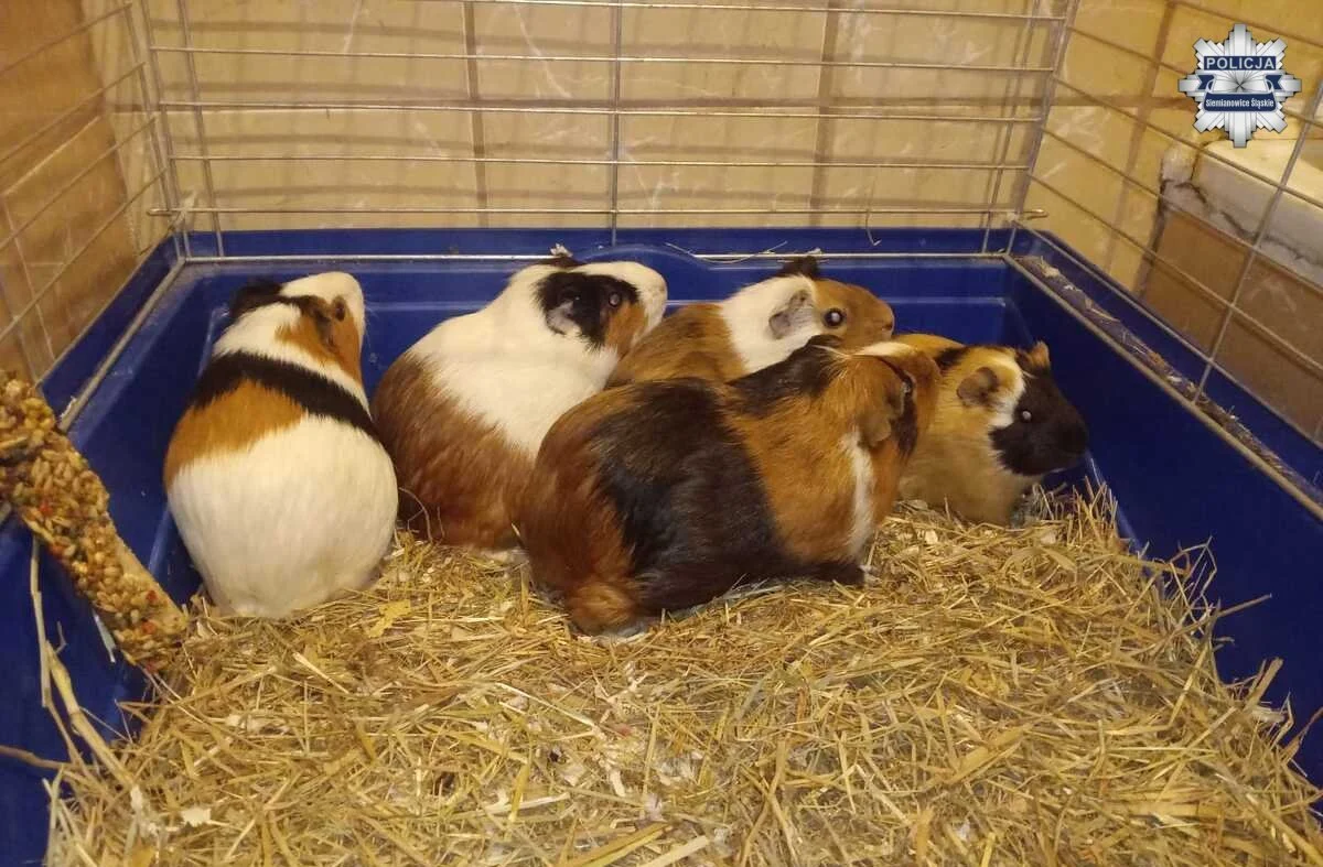Pięć świnek morskich porzucono w kontenerze. Policja apeluje o pomoc