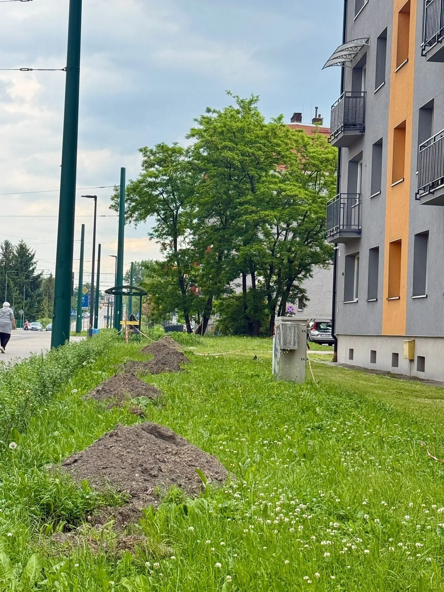 Świętochłowice będą bardziej zielone. Miasto posadzi 160 nowych drzew / fot. UM Świętochłowice