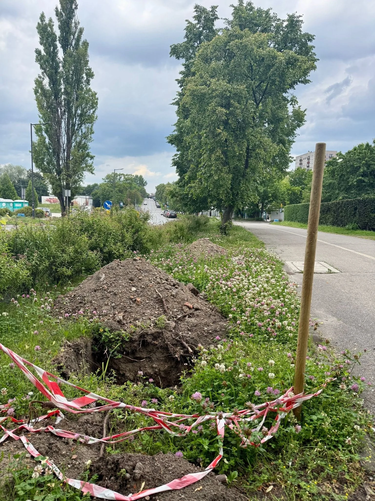 Świętochłowice będą bardziej zielone. Miasto posadzi 160 nowych drzew / fot. UM Świętochłowice