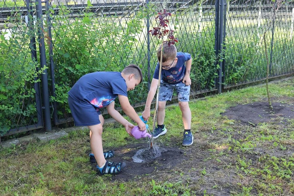 Najmłodsi piekarzanie sadzą własne drzewa. Akcja „Rośniemy razem z drzewami” trwa