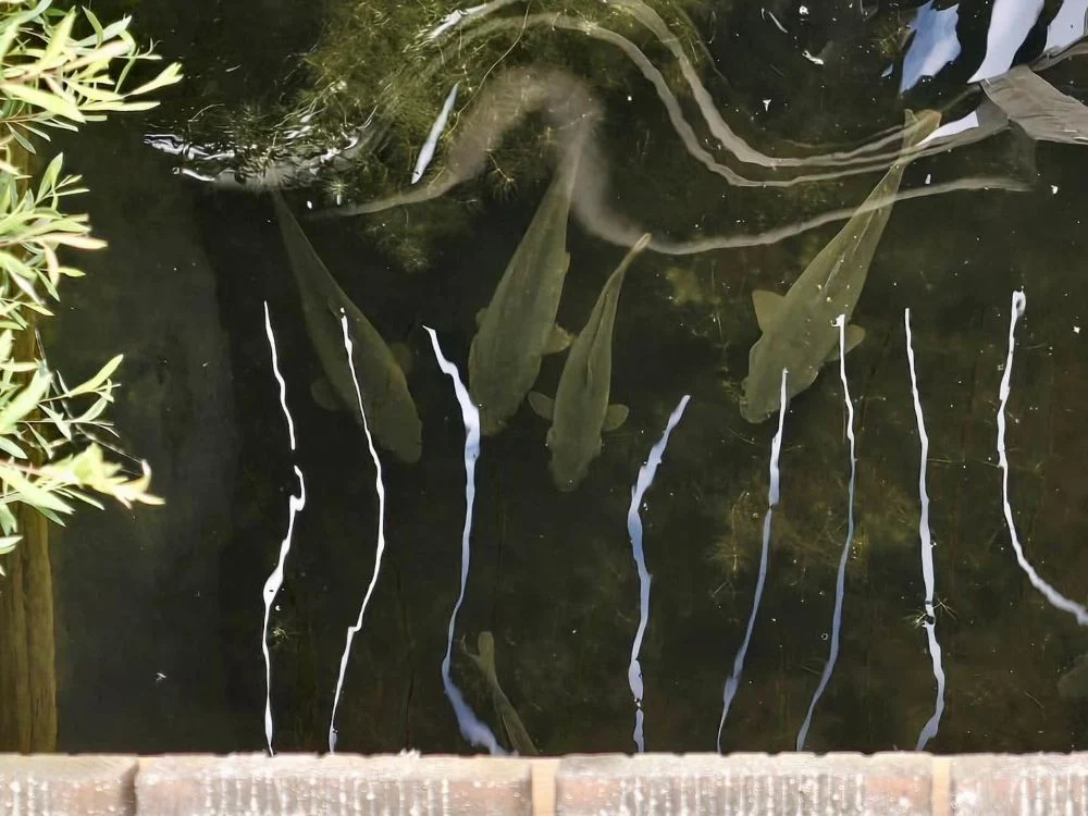 723663983_1623246269807751_1019729884445705010_n
