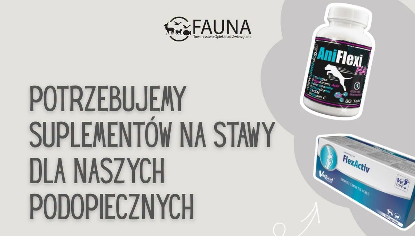 Schronisko „Fauna” prosi o wsparcie. Potrzeba suplementów na stawy