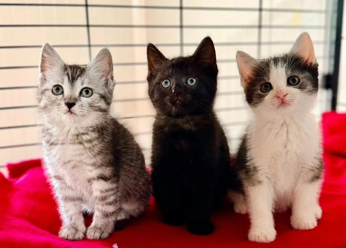 Wróciły z adopcji po 16 dniach. Schronisko szuka nowego domu dla trójki kociąt