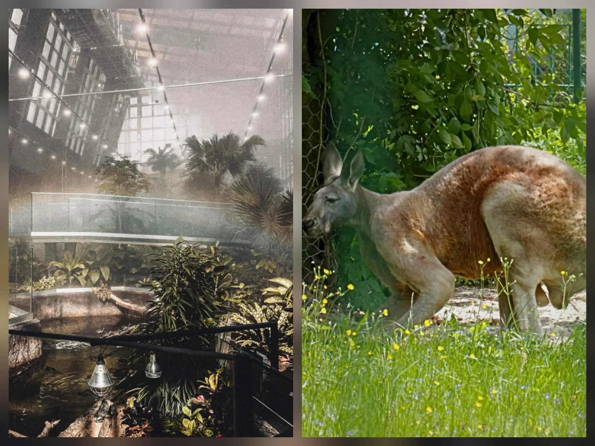 Śląskie ZOO i Egzotarium łączą siły. Odwiedzający zapłacą mniej