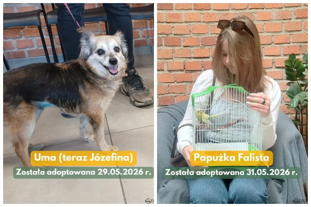9 zwierzaków z „Fauny” znalazło nowe domy – w tym papużka!