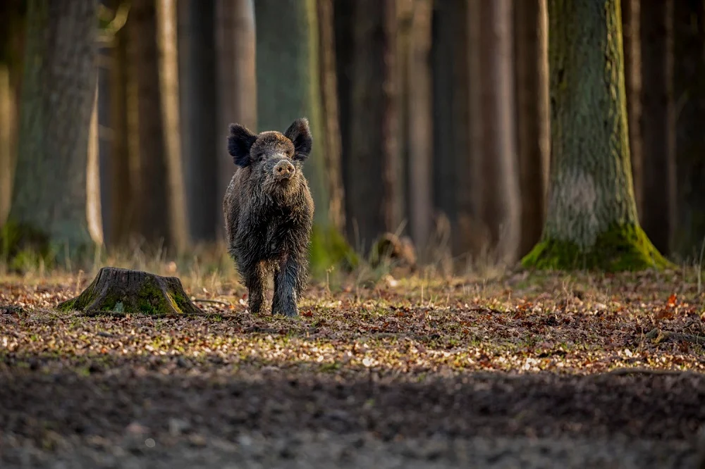 Dziki znów pojawiają się w mieście. Urząd przypomina najważniejsze zasady