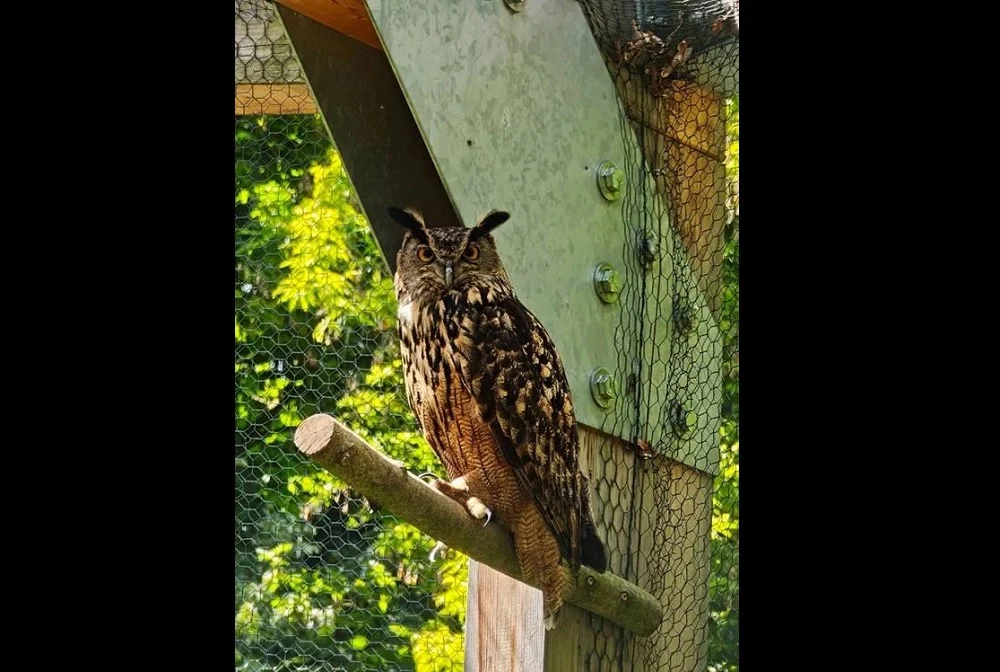 Puchacz z chorzowskiego zoo ma nowe imię. Wybrali je uczniowie