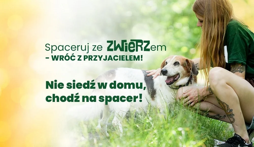Spacer z psami w Mysłowicach. Fundacja ZWIERZ zaprasza na Górkę Słupecką