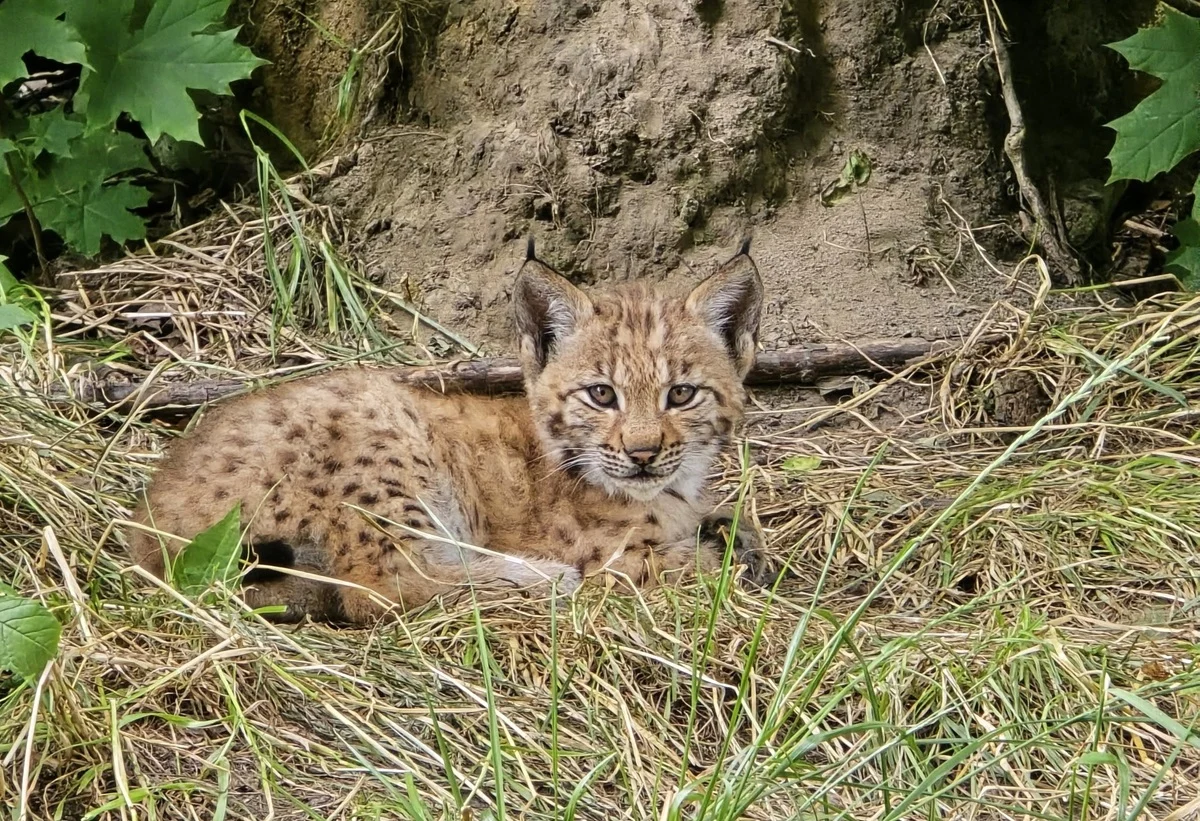 Dwa rysie urodziły się w Śląskim ZOO. W przyszłości mogą trafić do lasu