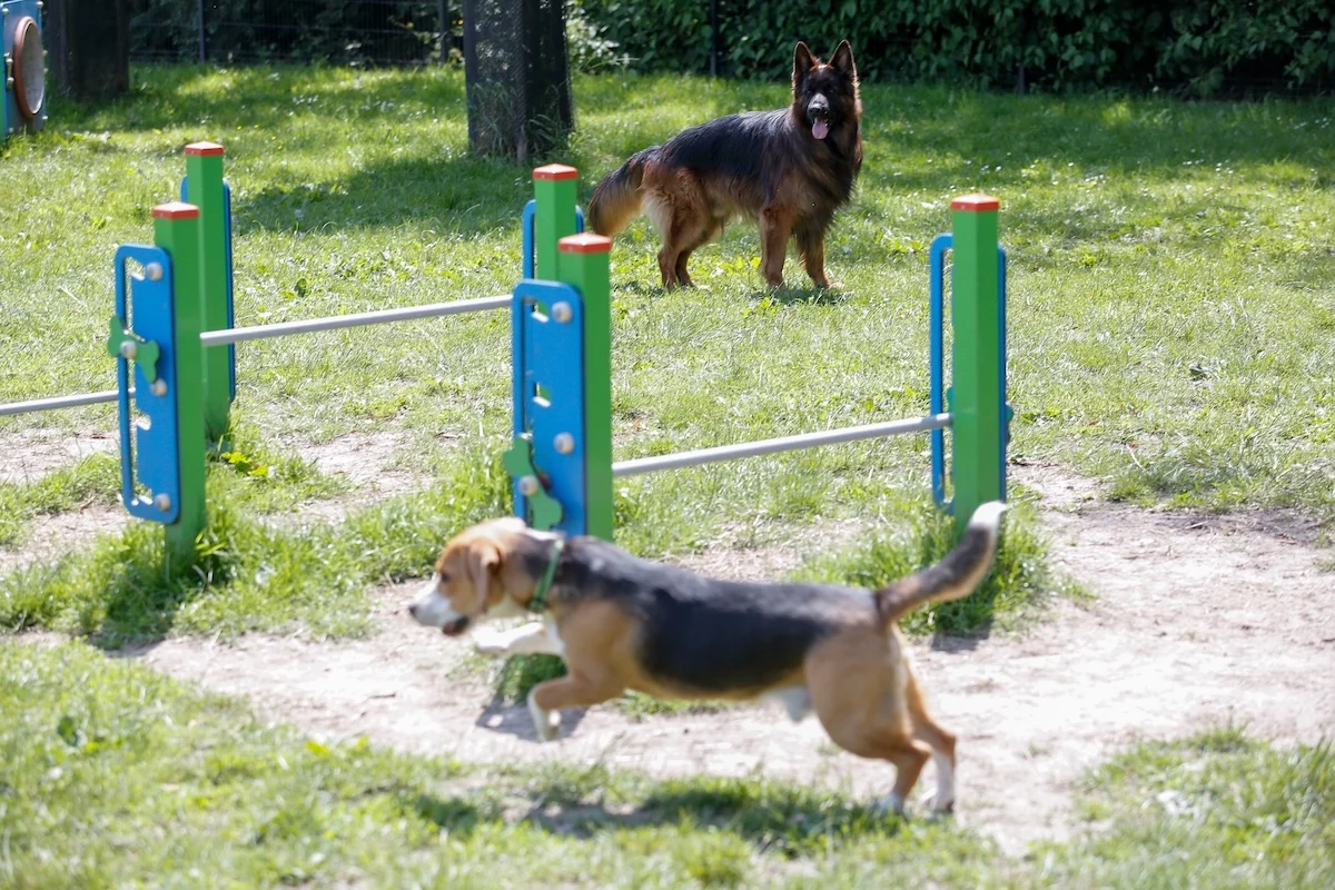 W Katowicach powstaną kolejne wybiegi dla psów