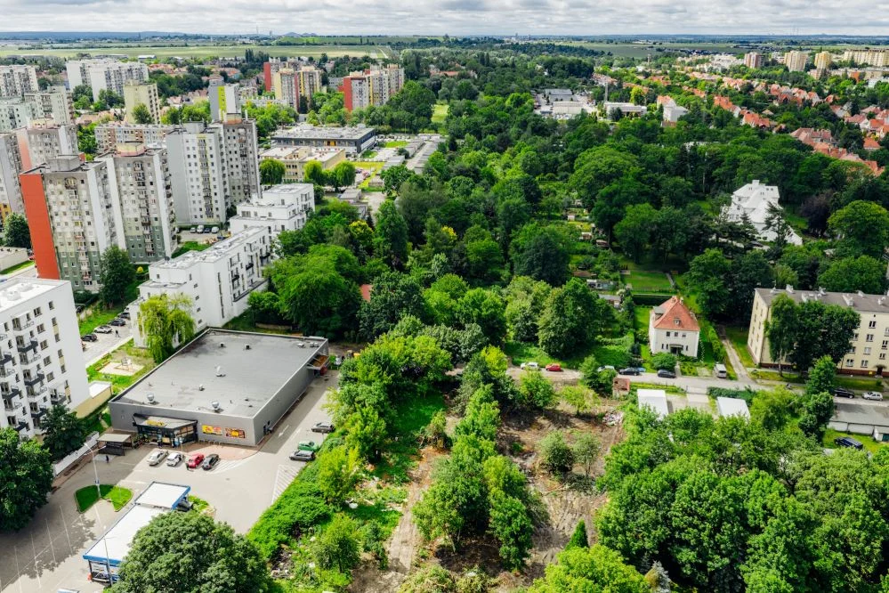 Z zaniedbanego terenu w zieloną aleję. W Gliwicach posadzą ponad 230 drzew