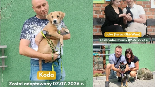 Mruczek czekał prawie dwa lata. W tydzień dziesięć zwierząt z „Fauny” znalazło nowe domy