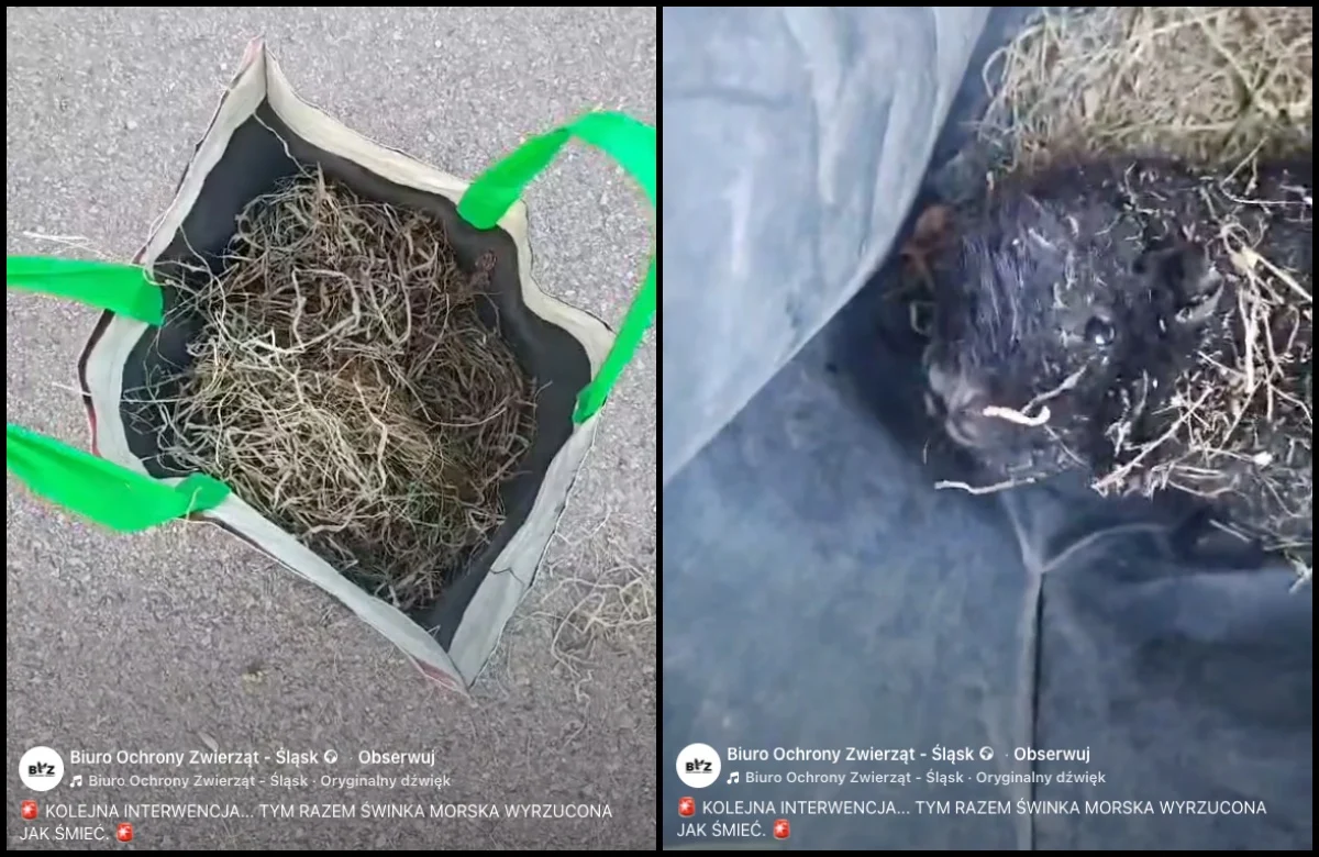 Świnka morska porzucona w reklamówce. Interwencja przy ul. Modrzewskiego w Bytomiu