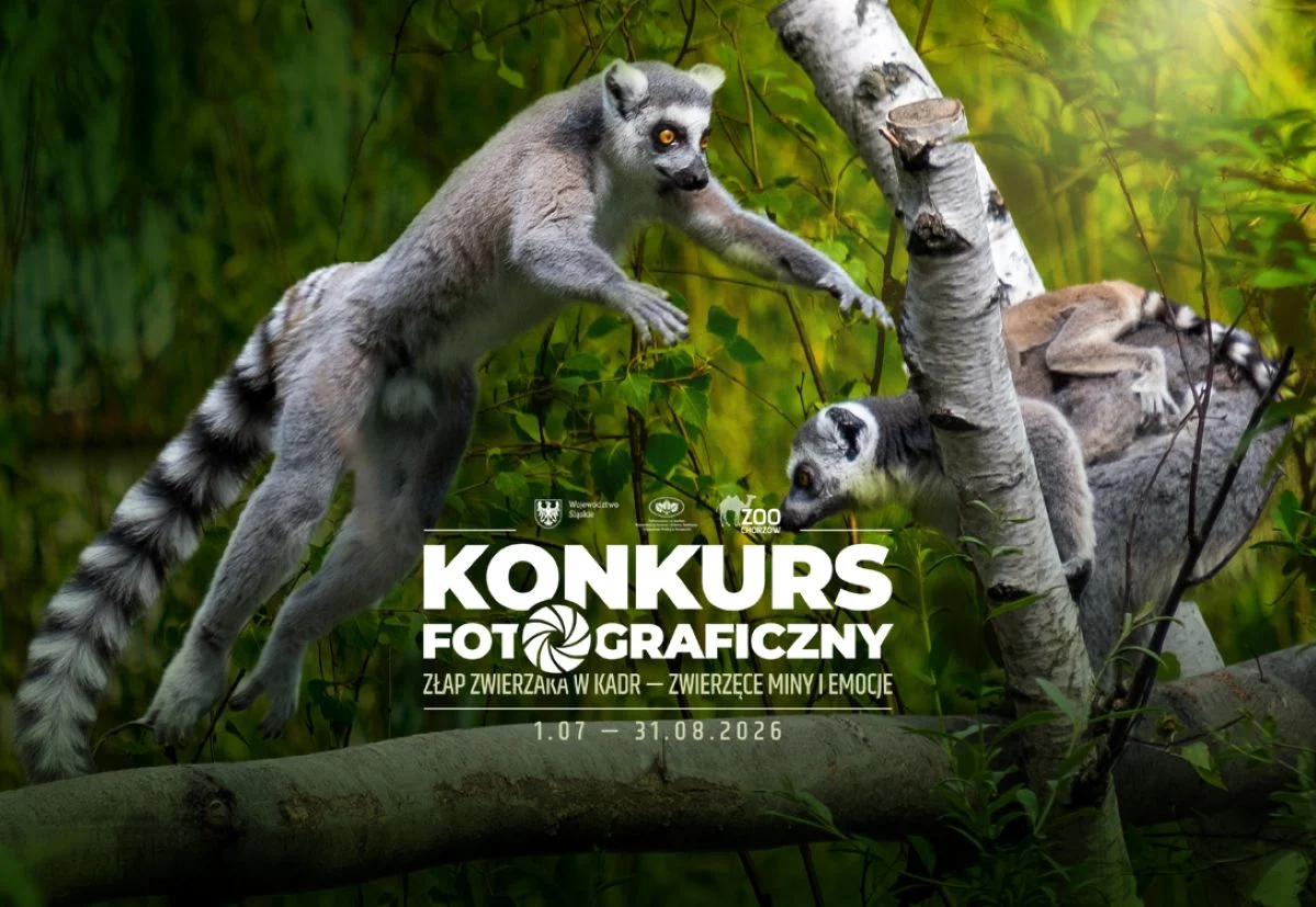 Zwierzęce emocje w obiektywie. Śląskie ZOO zaprasza do udziału w konkursie fotograficznym