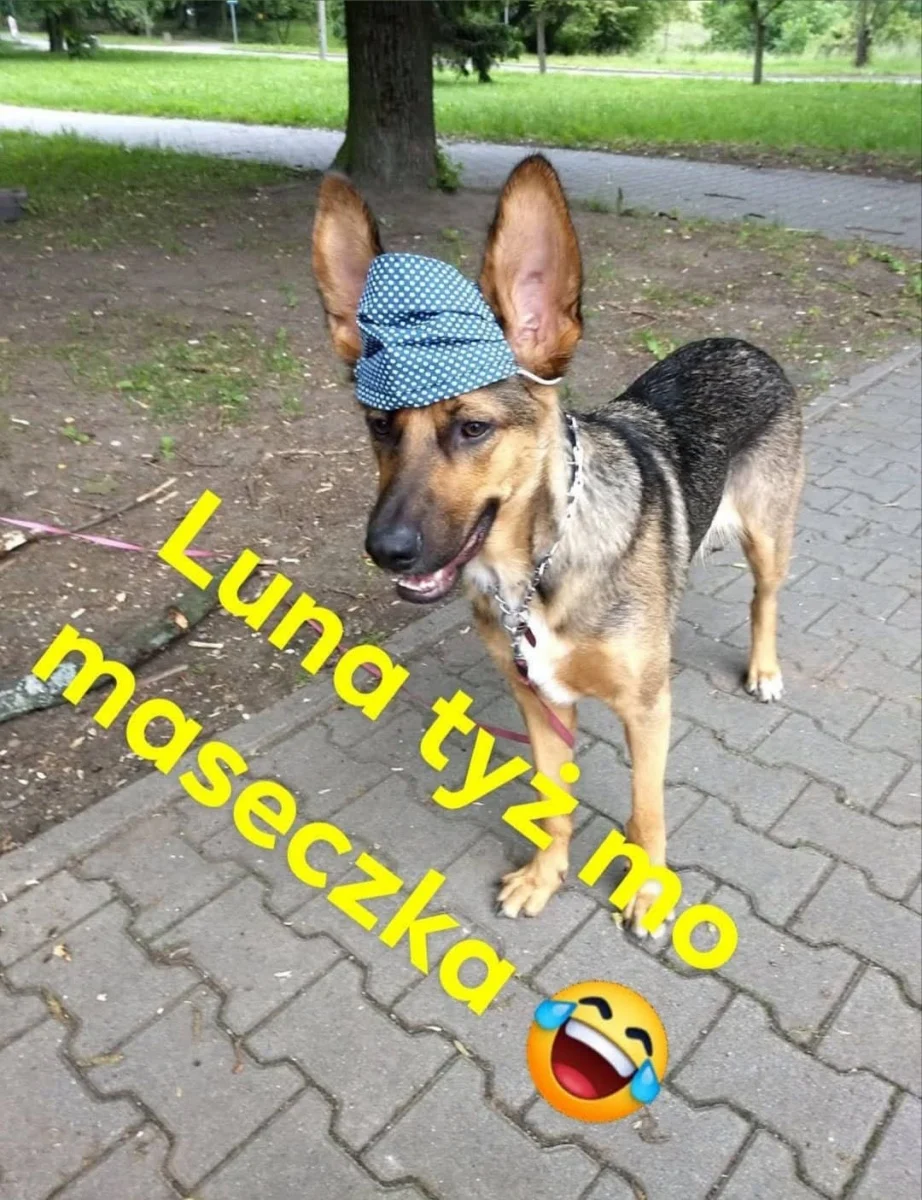 Dzień Psa w Rudzie Śląskiej. Mieszkańcy pochwalili się swoimi pupilami