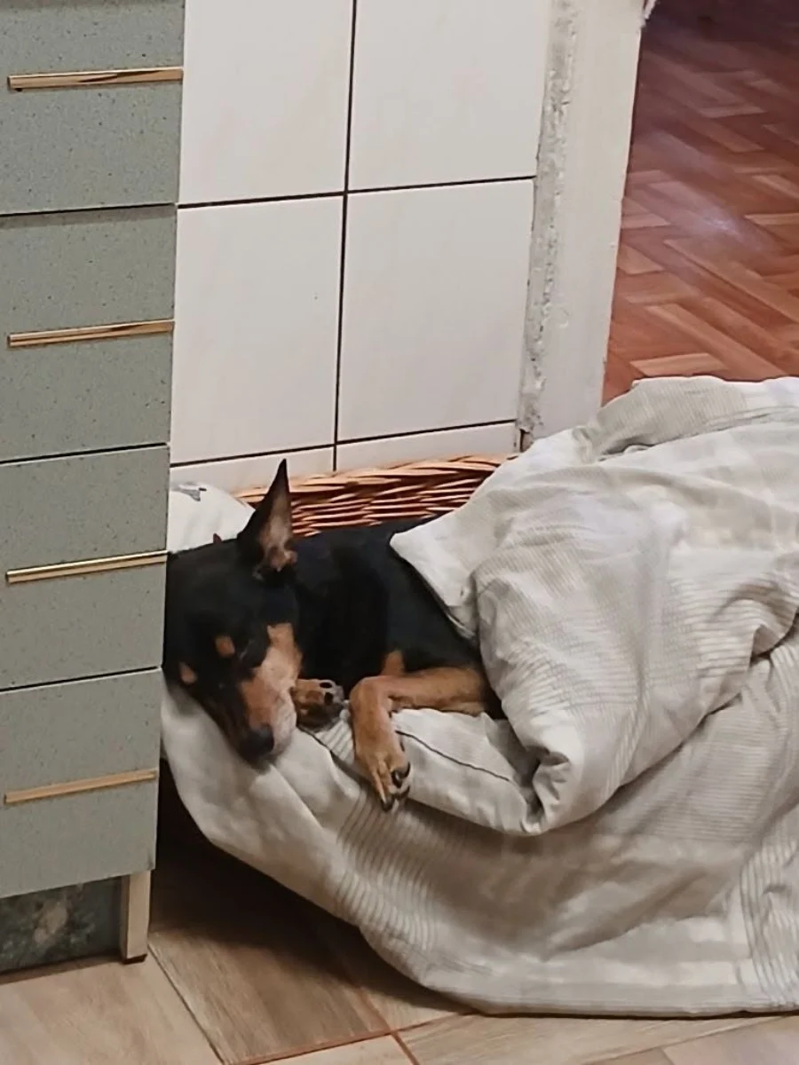 Dzień Psa w Rudzie Śląskiej. Mieszkańcy pochwalili się swoimi pupilami