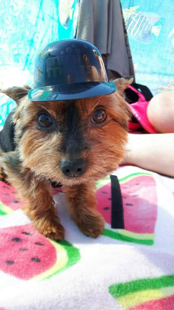 Dzień Psa w Rudzie Śląskiej. Mieszkańcy pochwalili się swoimi pupilami