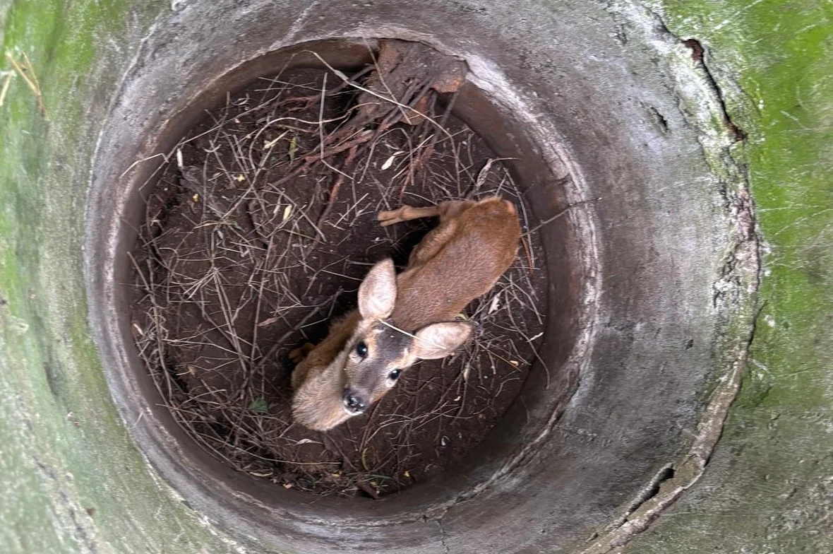 Sarna utknęła w kanale przy Grunwaldzkiej. Interweniowały dwa zastępy strażaków