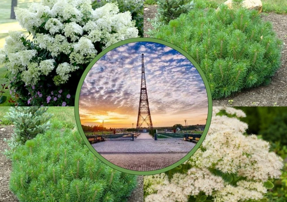 Tysiące nowych roślin wokół Radiostacji Gliwickiej. Ogłoszono przetarg