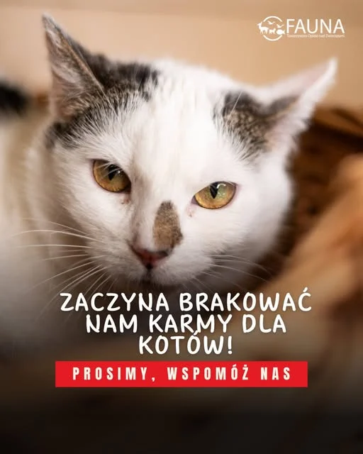 Każda puszka jest na wagę złota. Rudzka „Fauna” prosi o karmę dla kotów